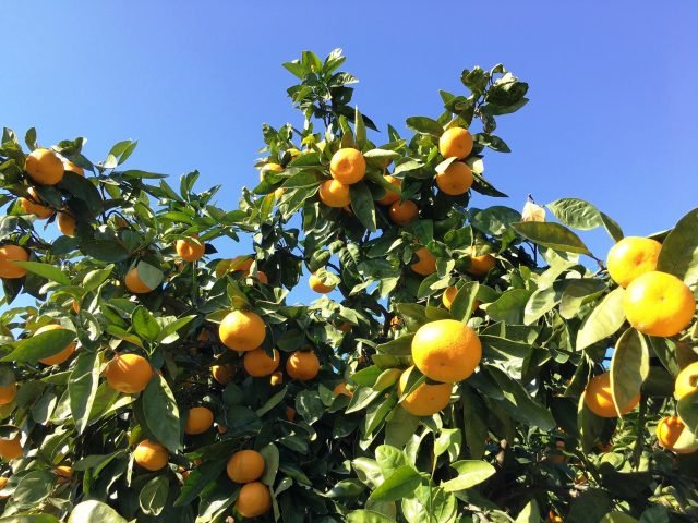 今年もシズラがオーナーに！平成29年度ミカンオーナー収穫完了！