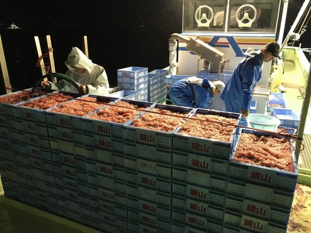 桜えび秋漁終了！春漁が待ち遠しいですね