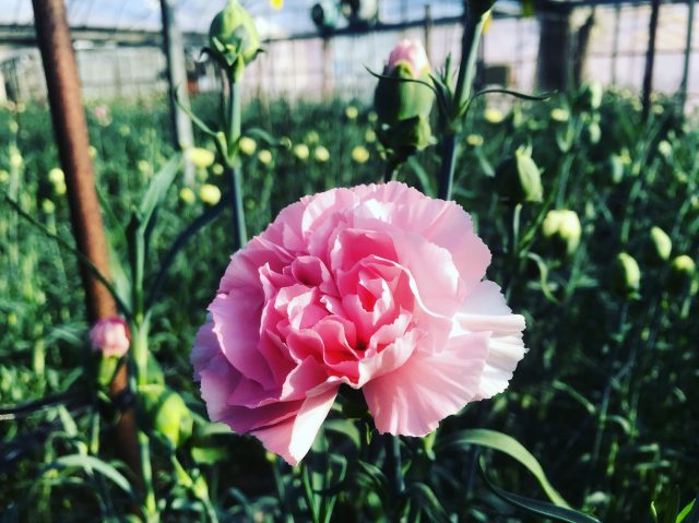 母の日だけじゃない！カーネーションの魅力