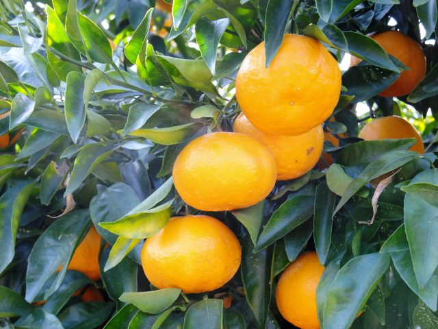 爽やかな甘み＆サクプチ食感がたまらない「はるみ」！