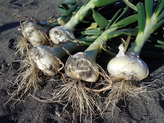 水分たっぷり！あまーい「新たまねぎ」