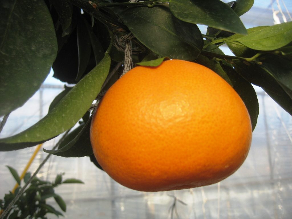 “柑橘の大トロ”「せとか」の出荷が始まりました。の画像