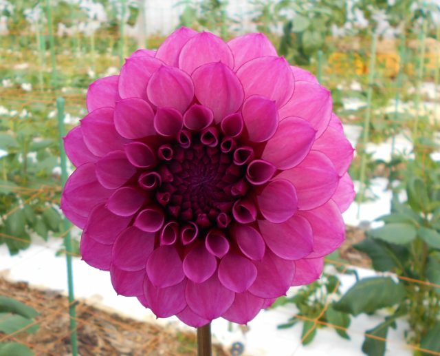 なまはげ？オズの魔法使い？清水区庵原で生産される「ダリア」