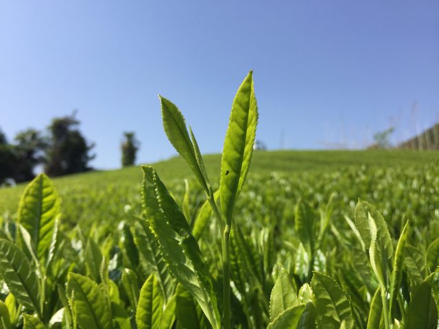 「しずおか特産品まつり～春の市～」に行ってみよう