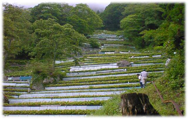 祝！世界農業遺産認定「静岡水わさびの伝統栽培」