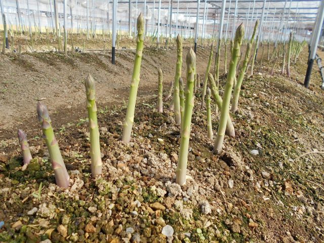 料理に彩りを！「アスパラガス」
