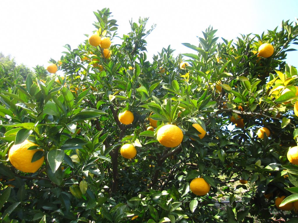 エレガントな柑橘？静岡市生まれの「スルガエレガント」の画像