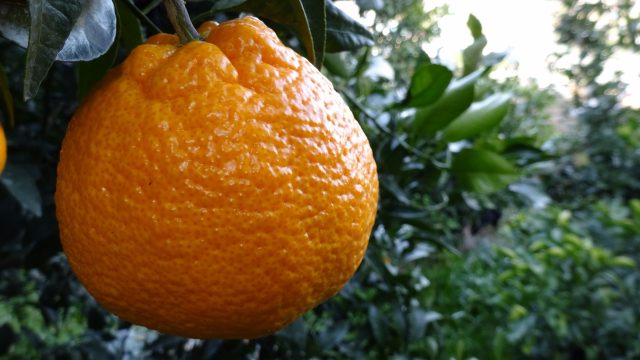 知って得する「不知火（しらぬい）」の秘密