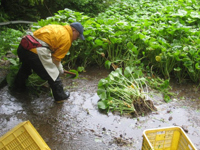 「静岡水わさびの伝統栽培」世界農業遺産認定＆「お茶のまち静岡市」新茶シーズン到来ＰＲinパルシェ