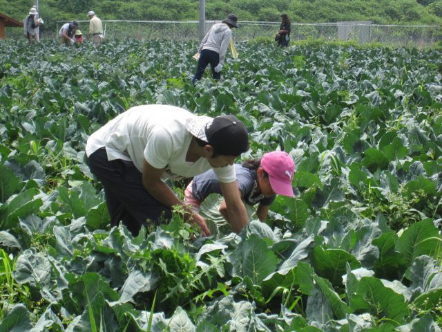 「ダイコン・ニンジンの収穫体験」の参加者を募集しています！