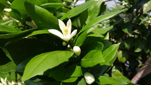 みかんの花　今年も元気に咲きました