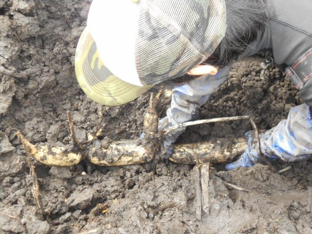 先が見通せる縁起物　　”あさはた蓮根”