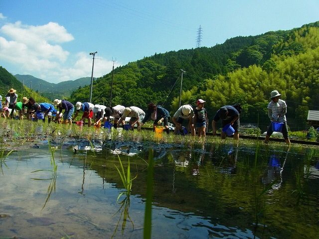 両河内の休耕地でお米作り体験しませんか？