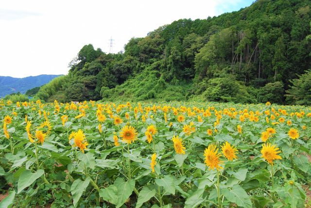 夏の風物詩”ひまわり”を植えよう！