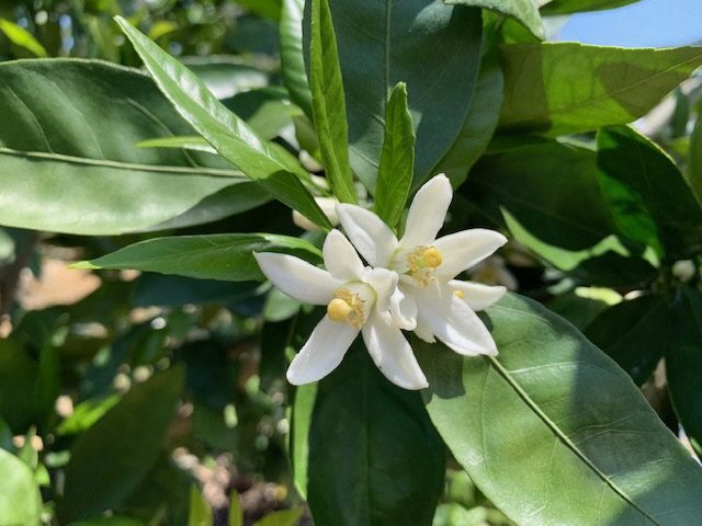 みかんの花が咲き始めました