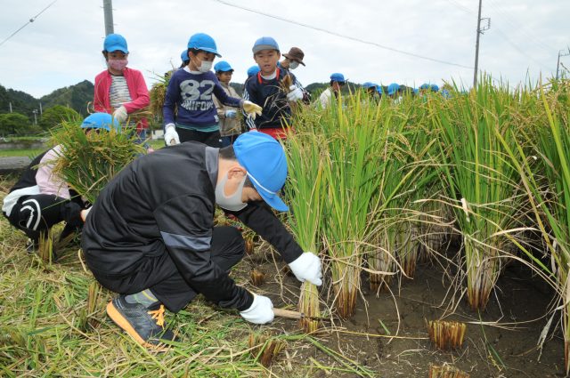 実りの秋、収穫の秋、市内小学生が稲刈体験！