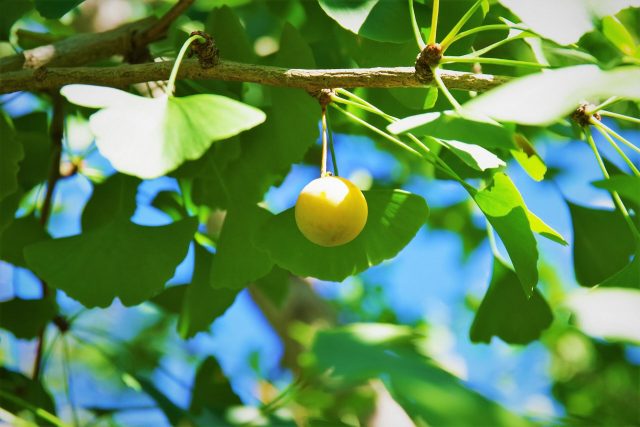 秋の味覚第１弾！ギンナンが旬を迎えています