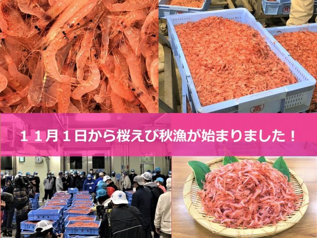 桜えび秋漁開始！