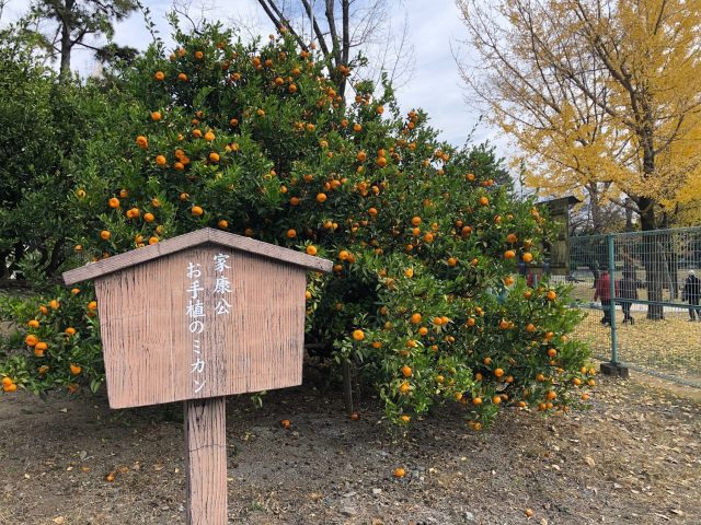 　『家康公お手植えのミカン』ってどんな「みかん」なの？