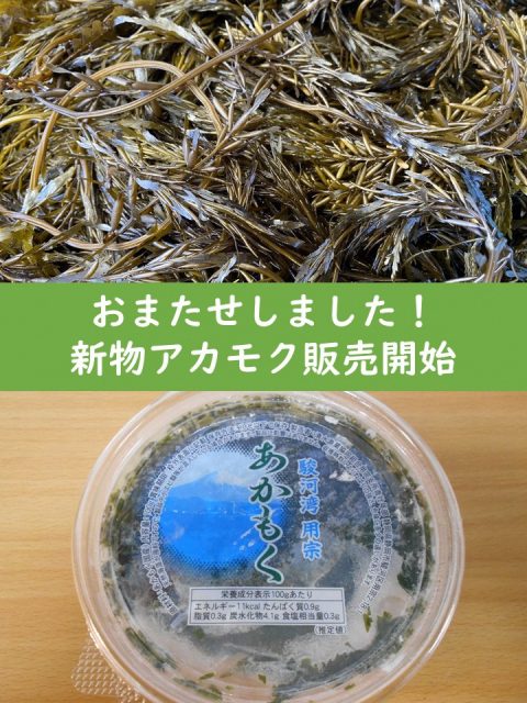 用宗新物アカモク販売開始！