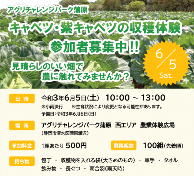 アグリチャレンジパーク蒲原「キャベツ・紫キャベツの収穫体験」参加者募集！