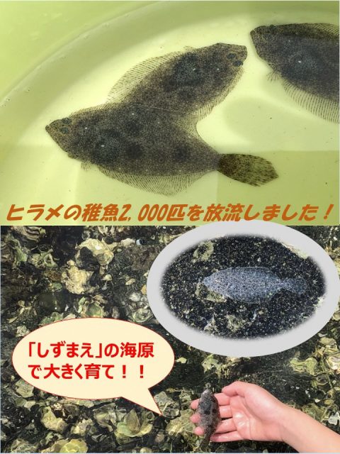 ヒラメの稚魚放流