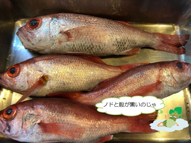 しずまえで獲れる赤い高級魚！