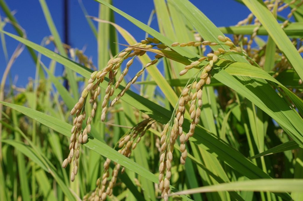 静岡市のお米を献上！献上米の栽培が行われましたの画像