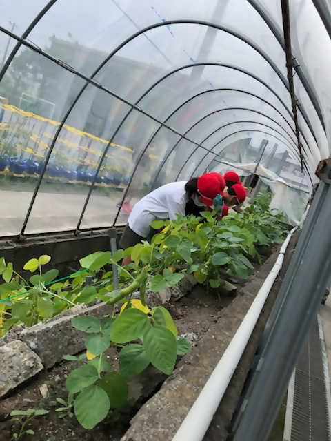 自分たちで育てた枝豆の収穫！　～静岡市立清水駒越小学校～の画像