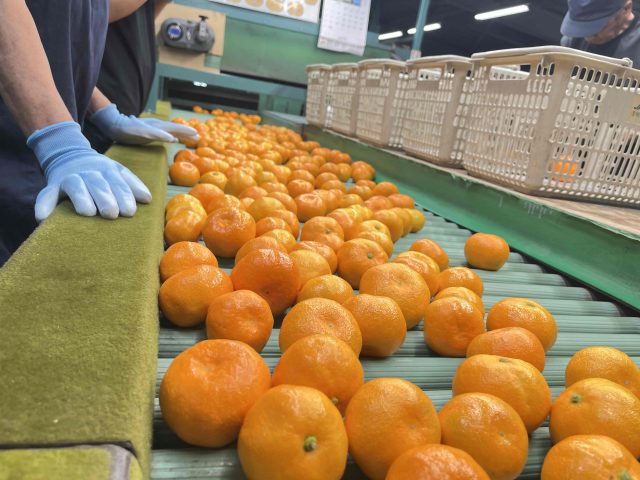 静岡市清水区産「ハウスミカン」初出荷！！