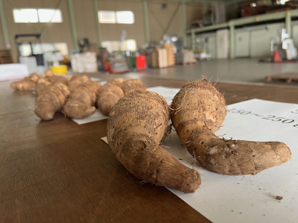 長田唐芋(おさだとうのいも)の目揃会が開催されました!の画像