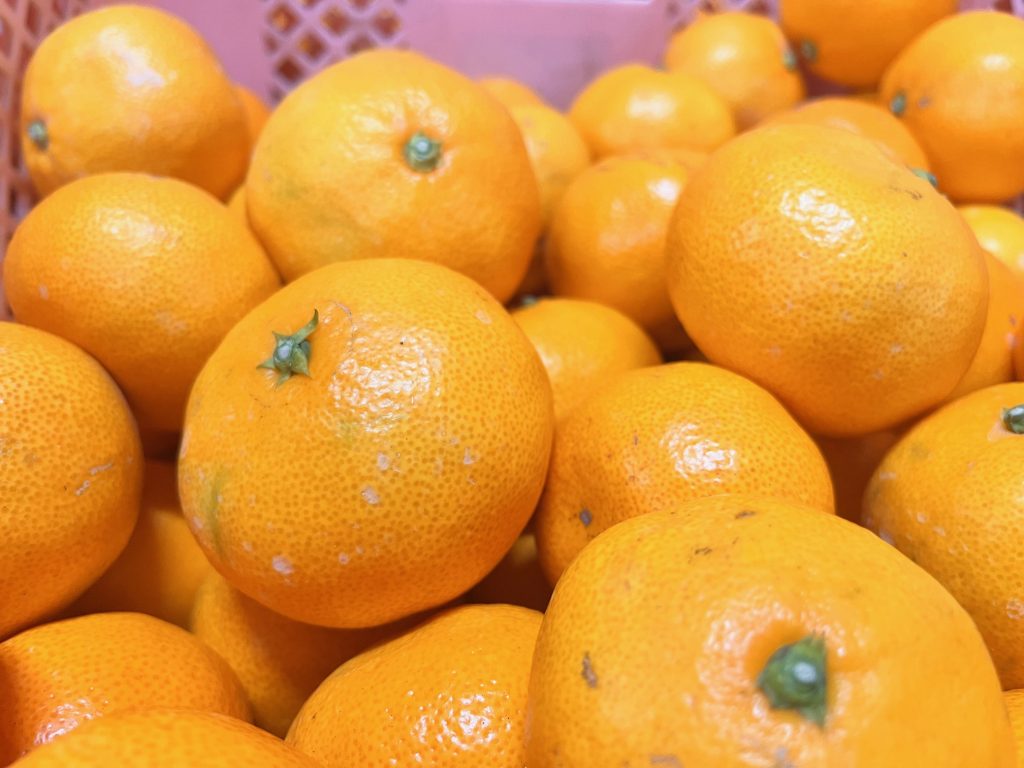 きれいに色づいた露地ミカンの３番バッター「早生みかん」初出荷！！の画像