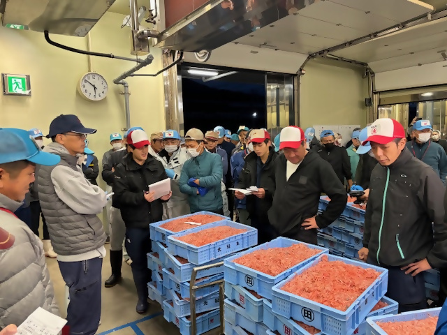 桜えびの秋漁が始まりました！