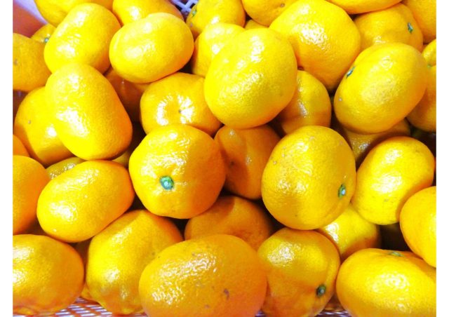 静岡みかん不動4番「青島温州みかん」が初出荷‼ 静岡みかん不動4番「青島温州みかん」が初出荷‼