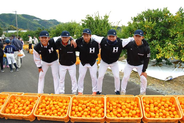 くふうハヤテベンチャーズ静岡の選手と一緒にミカンの収穫ボランティアを実施しました！