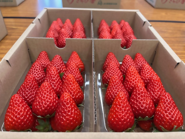 静岡いちごの魅力が集結 JA静岡市「いちご祭り」レポート 静岡いちごの魅力が集結 JA静岡市「いちご祭り」レポート