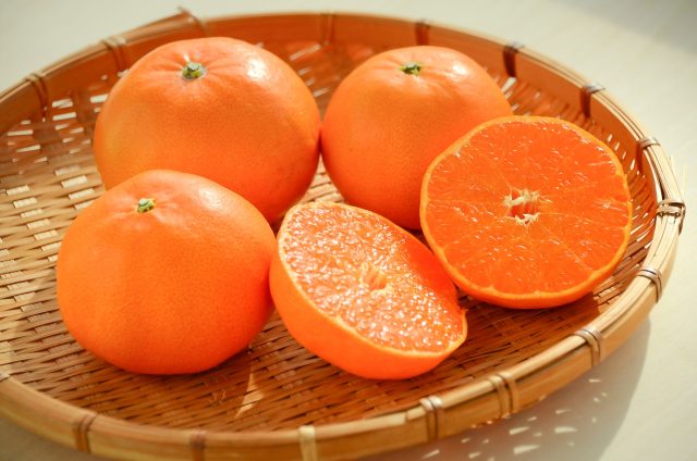 柑橘の大トロ！？「ハウスせとか」の目揃え会に参加しました