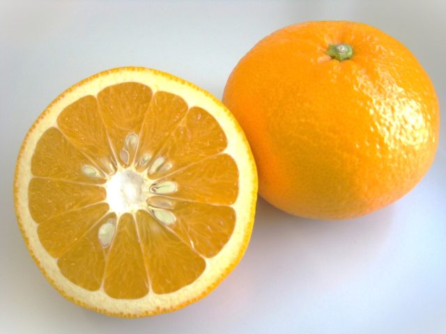 静岡特産！スルガエレガントが旬を迎えています🍊