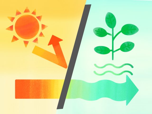 静岡市特産物の高温対策敷材導入への支援 静岡市特産物の高温対策敷材導入への支援